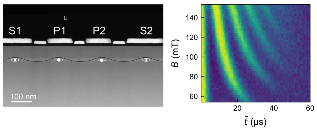 Left: a cross-sectional transmission electron microscopy (TEM) image of the material and device containing two quantum dots underneath P1 and P2 and two quantum dot sensors underneath S1 and S2. Right: one of the key results showing continuous collapse and revival of the qubit