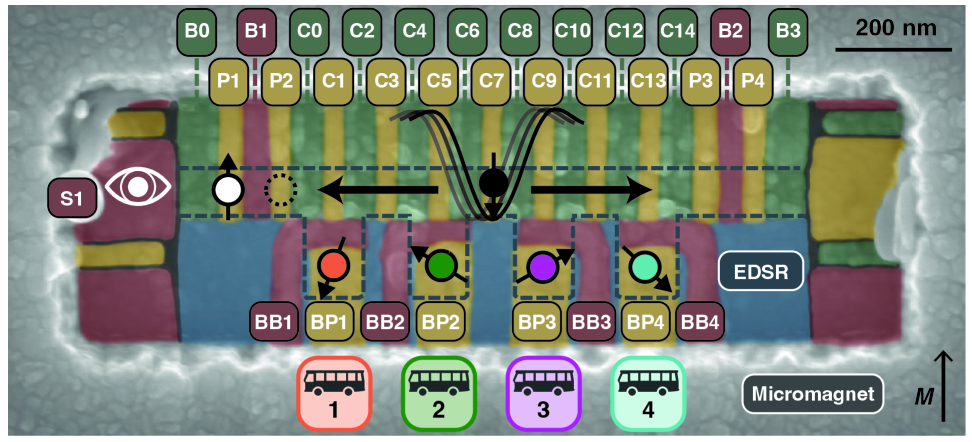 Coloured electron microscope image of a device similar to the one used in the experiments. The long channel acts like a tiny bus route for a moving qubit, with four clearly marked ‘bus stops’ where it can interact with other qubits. The coloured metal layers also form the readout and control structures, while a cobalt micromagnet provides the magnetic field needed to operate the qubits.